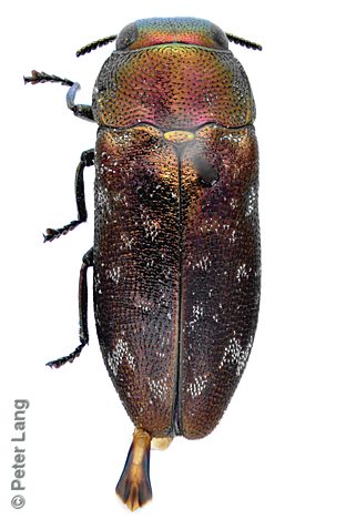 Diphucrania modesta, PL0542B, male, from Acacia pycnantha, SL, 4.9 × 1.9 mm